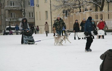 По улицам Львова горожане катаются в собачьих упряжках