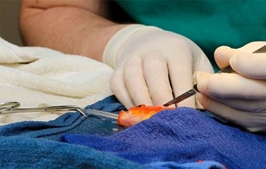 В Англии аквариумной рыбке прочистили желудок за 380 евро