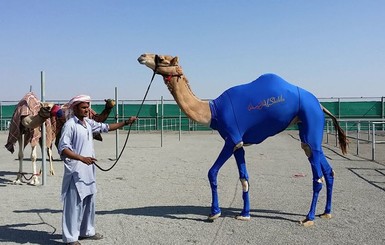 На Ближнем Востоке для гоночных верблюдов создали  костюмы из лайкры