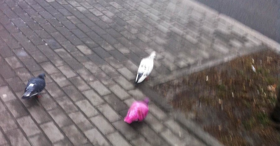 В Киеве появились розовые голуби