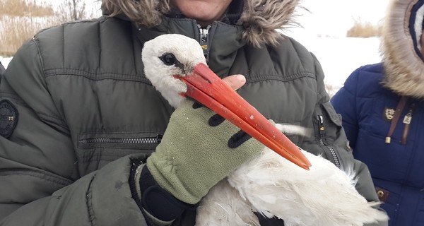 Одесские рыбаки спасли замерзающего аиста 