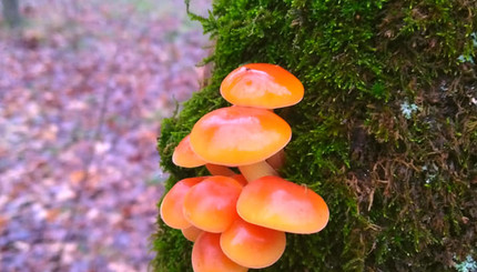 В Днепре в лесу выросли грибы