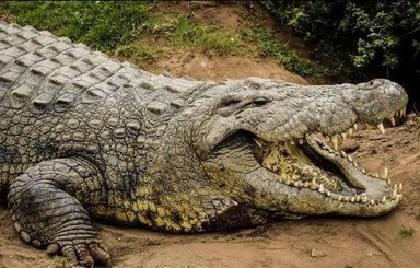 Житель Угадны выследил и убил крокодила, съевшего его беременную жену