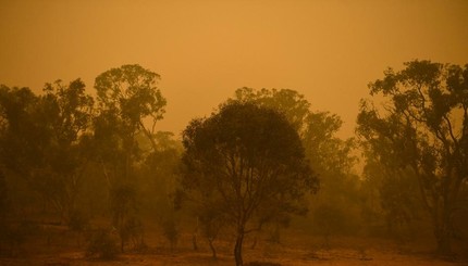 Лесные пожары в Австралии уничтожили полмиллиарда животных