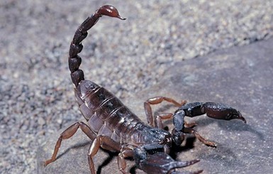 Скорпионы стали сухопутными 430 миллионов лет назад
