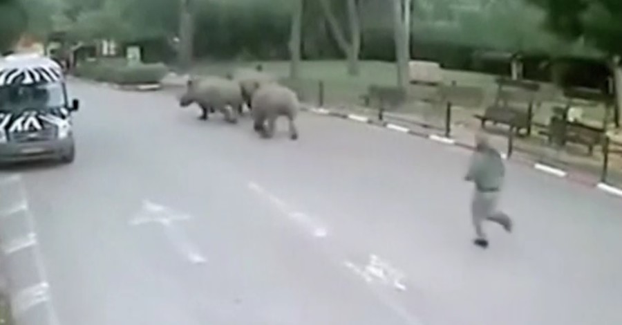 В Израиле носороги прокрались мимо охраны и сбежали из зоопарка