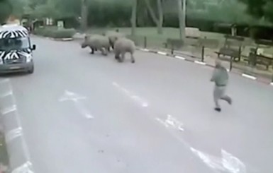 В Израиле носороги прокрались мимо охраны и сбежали из зоопарка