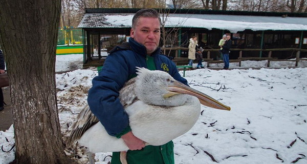 Одесситы спасли пеликана, который отбился от стаи