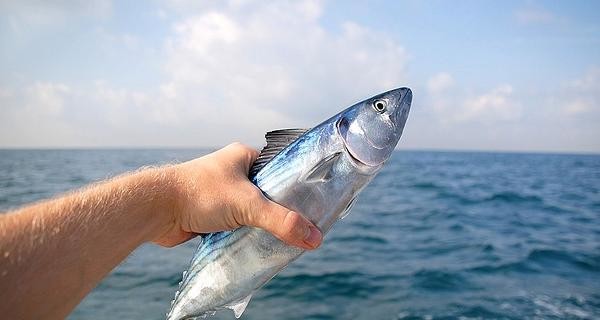 За месяц импортная рыба подорожала на 30-40%