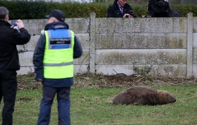 Тюлень, которого английская полиция арестовала посреди поля, погиб