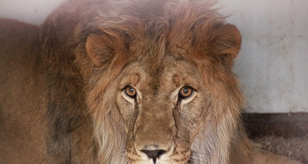 В мариупольском зоопарке во время обстрелов кричат львы