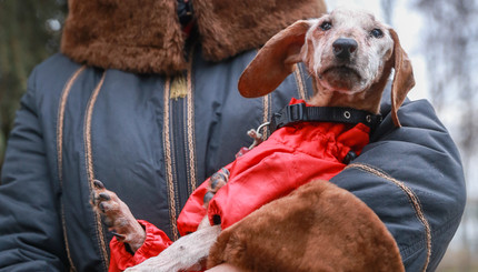 Таксу Нору официально признали самой старой собакой Украины