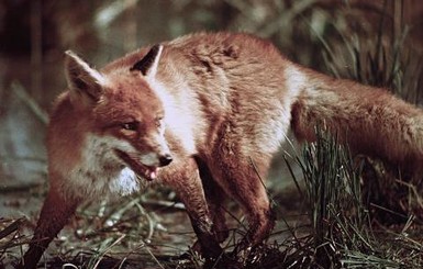 В Бердянске ищут жертв бешеной лисы