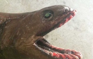 В Австралии поймали древнего морского змея с 300 зубами