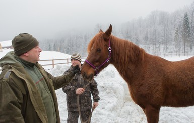 В Закарпатье возрождают утерянную породу лошадей
