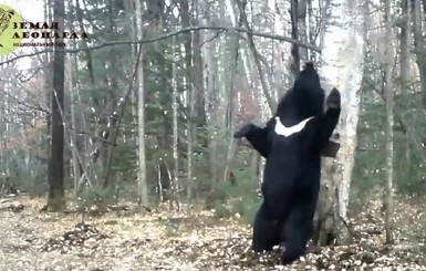 На YouTube набирает популярность ролик с танцующим медведем возле березы