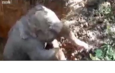 Маленький слоненок застрял в яме, но китайская полиция его спасла