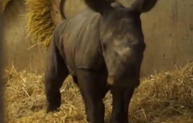 В зоопарке Копенгагена впервые за 35 лет родился носорог