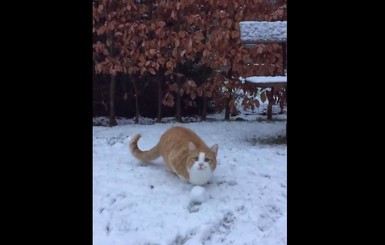 Кот, который обожает играть в снежки, стал хитом Интернета