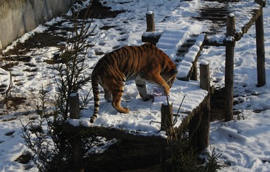 В калининградском зоопарке тигрица Таня умеет лепить огромные снежки