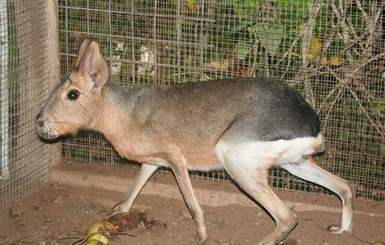 В николаевском зоопарке поселились экзотические зайцы