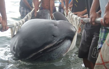 У берегов Филиппин обнаружили тело поразительного существа