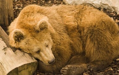 В Киеве из-за теплой погоды проснулись медведи