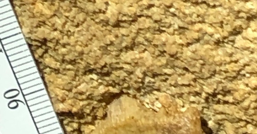 Окаменелости древней акулы из Мамонтовой пещеры