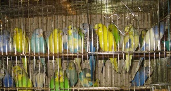 Из сарая херсонского пенсионера украли попугаев на 3 тысячи гривен