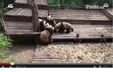 Интернет завовевывает видео, где пять панд дерутся друг с другом