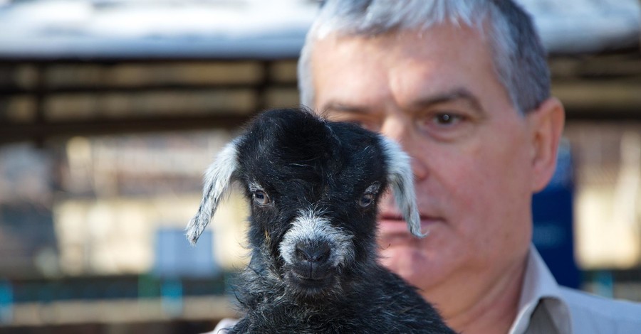 В одесском зоопарке первым новорожденным в год Козы стал  козленок