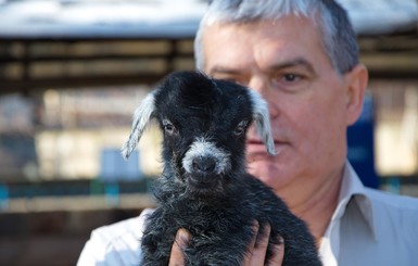 В одесском зоопарке первым новорожденным в год Козы стал  козленок