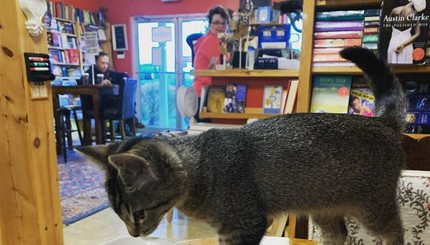 Коты в книжном магазине
