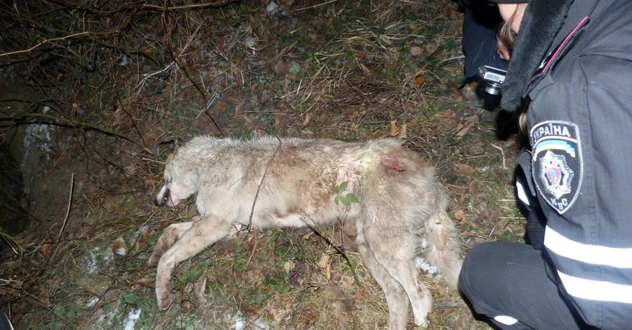 Во Львове расстреляли четырех собак и сняли шкуру для шапки