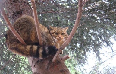 На Прикарпатье ветеринары спасли лесного кота, который попался в капкан браконьерам