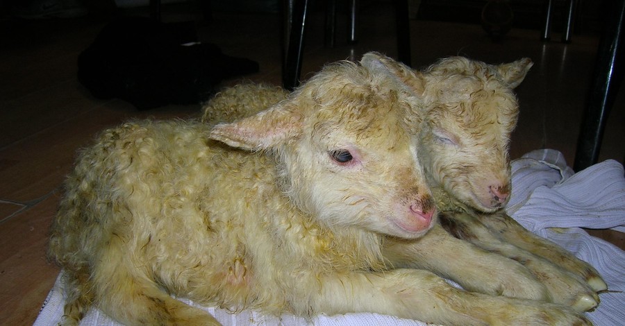 Во львовском зооуголке овца Тереза родила двойняшек