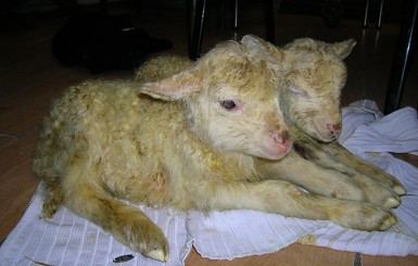 Во львовском зооуголке овца Тереза родила двойняшек