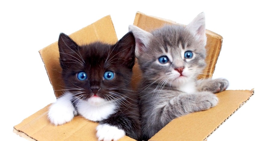 Кошки нашли спасение от стресса в коробках
