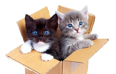 Кошки нашли спасение от стресса в коробках