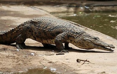 В Бангладеш столетний крокодил умер от обжорства