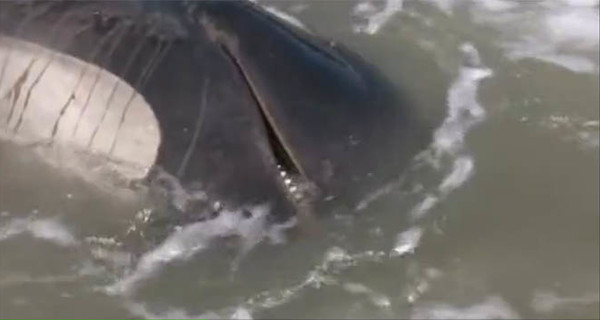 Дельфины массово выбросились на берег в Новой Зеландии