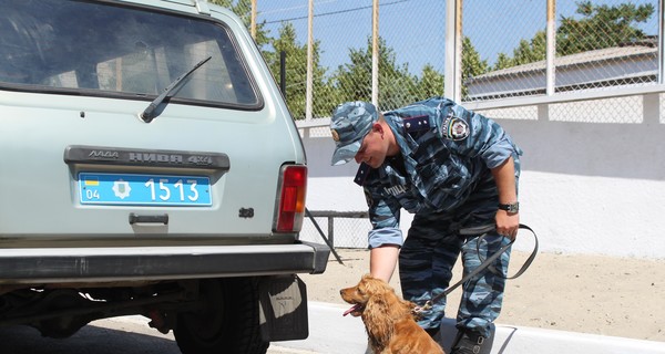 В Кривом Роге спаниель 