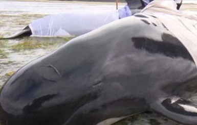 В Новой Зеландии на берег выбросились 140 китов