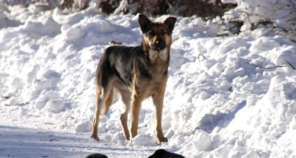 В Запорожской области собака принесла руку пропавшего мужчины