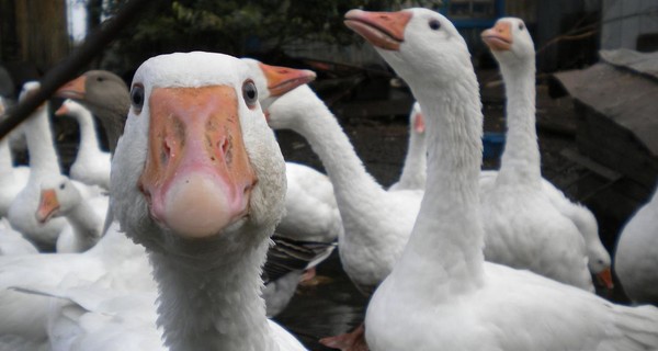В Харьковской области женщина избила соседку гусями