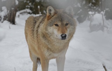 На Прикарпатье ветеринары спасли от голодной смерти ручную волчицу
