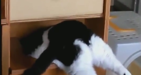 В Интернете появилось видео упрямого кота-толстяка