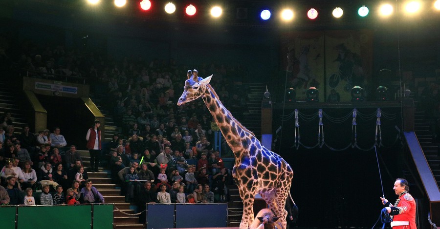 Во львовском цирке от болезни сердца умер жираф Тото