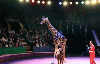 Во львовском цирке от болезни сердца умер жираф Тото