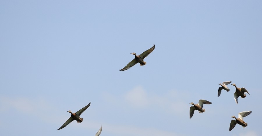 В Днепропетровске перелетные гуси принесли весну